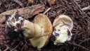 DSCN7926f