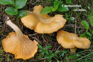 12 Cantharellus cibarius